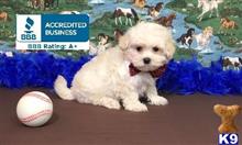 maltipoo puppy posted by little paws kennel